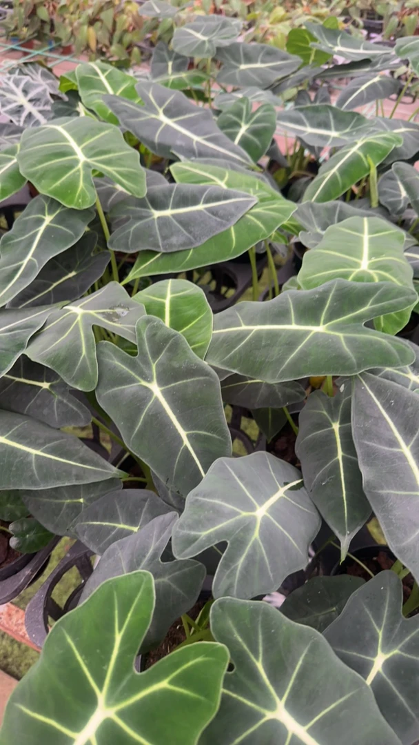 绿天鹅绒海芋室内养护绿植网红ins风