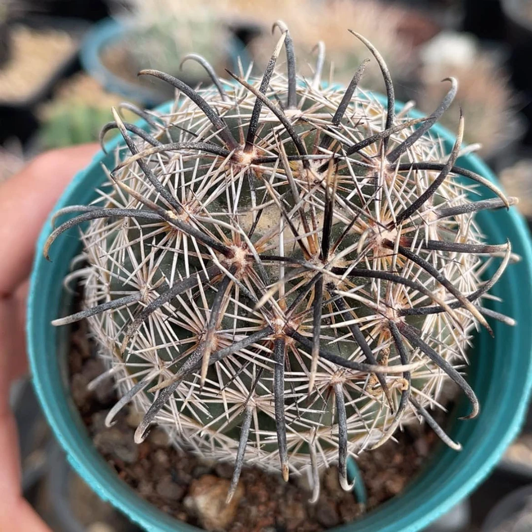 【闪购商品】凤舞养定根6666