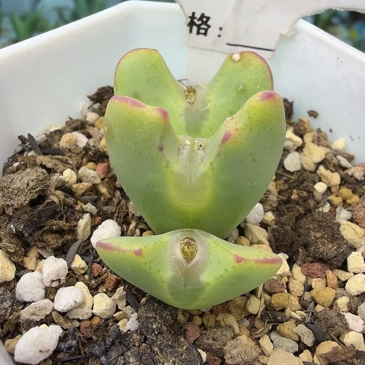 251。紫花少将一盆