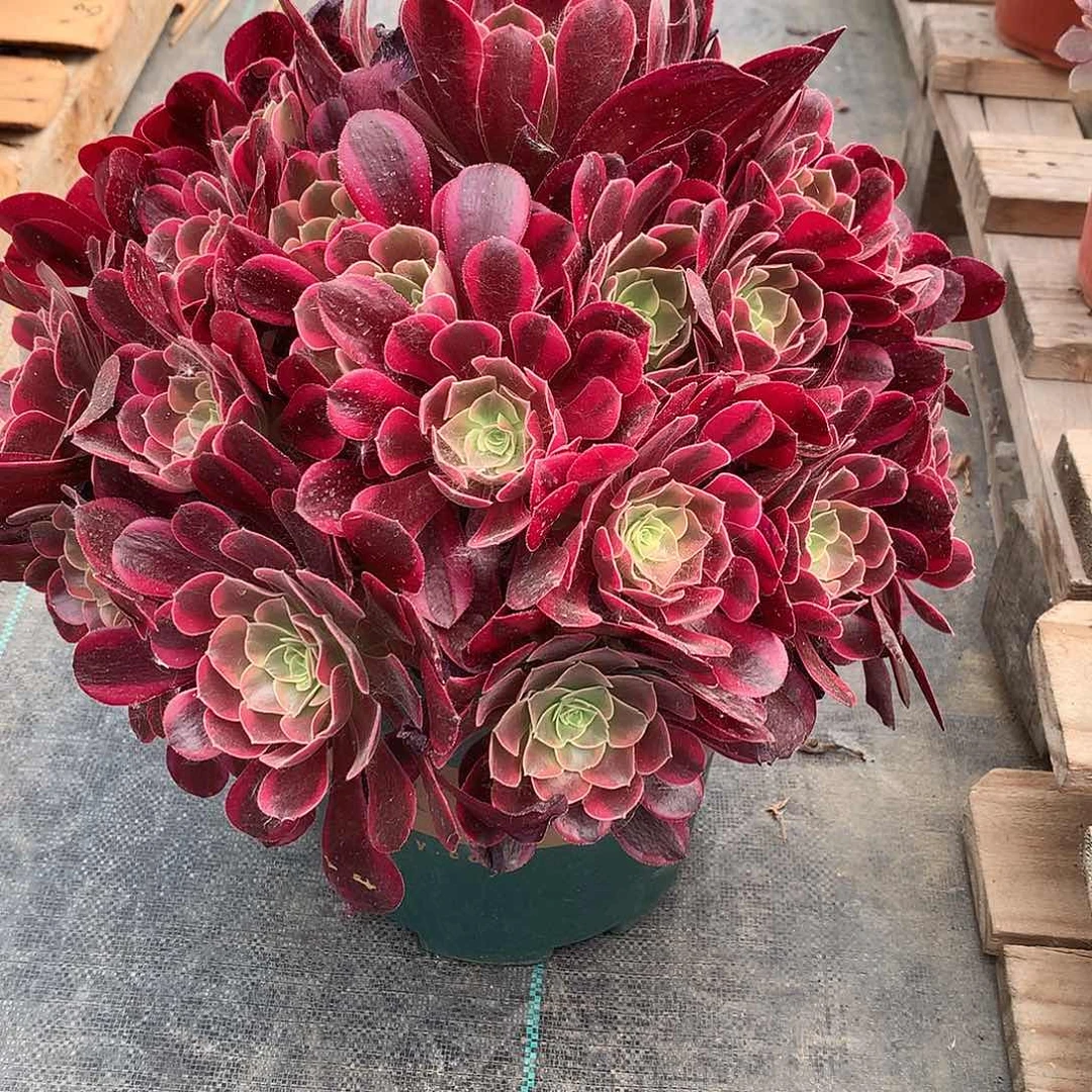 无花朵法师图片多肉植物