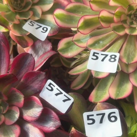 法师4颗19-45多肉