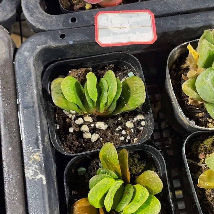 格***格玉扇2.8带盆土发货