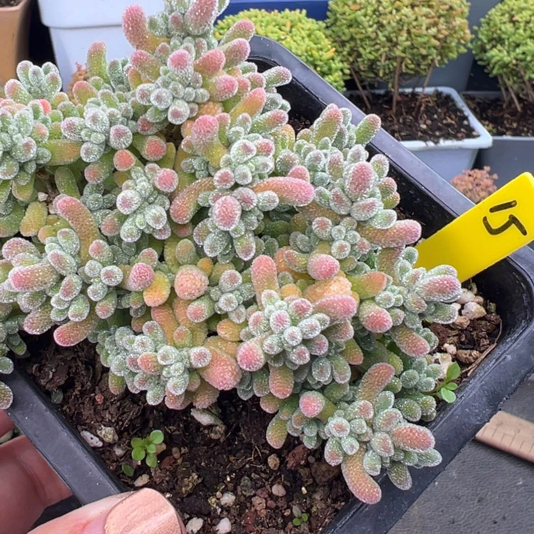 大冰晶15号10cm盆