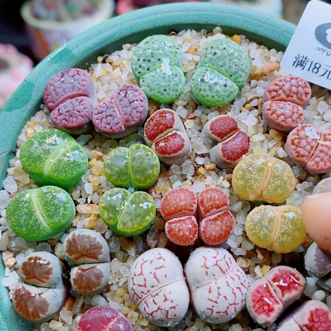 云***糖生石花花花花花花花806