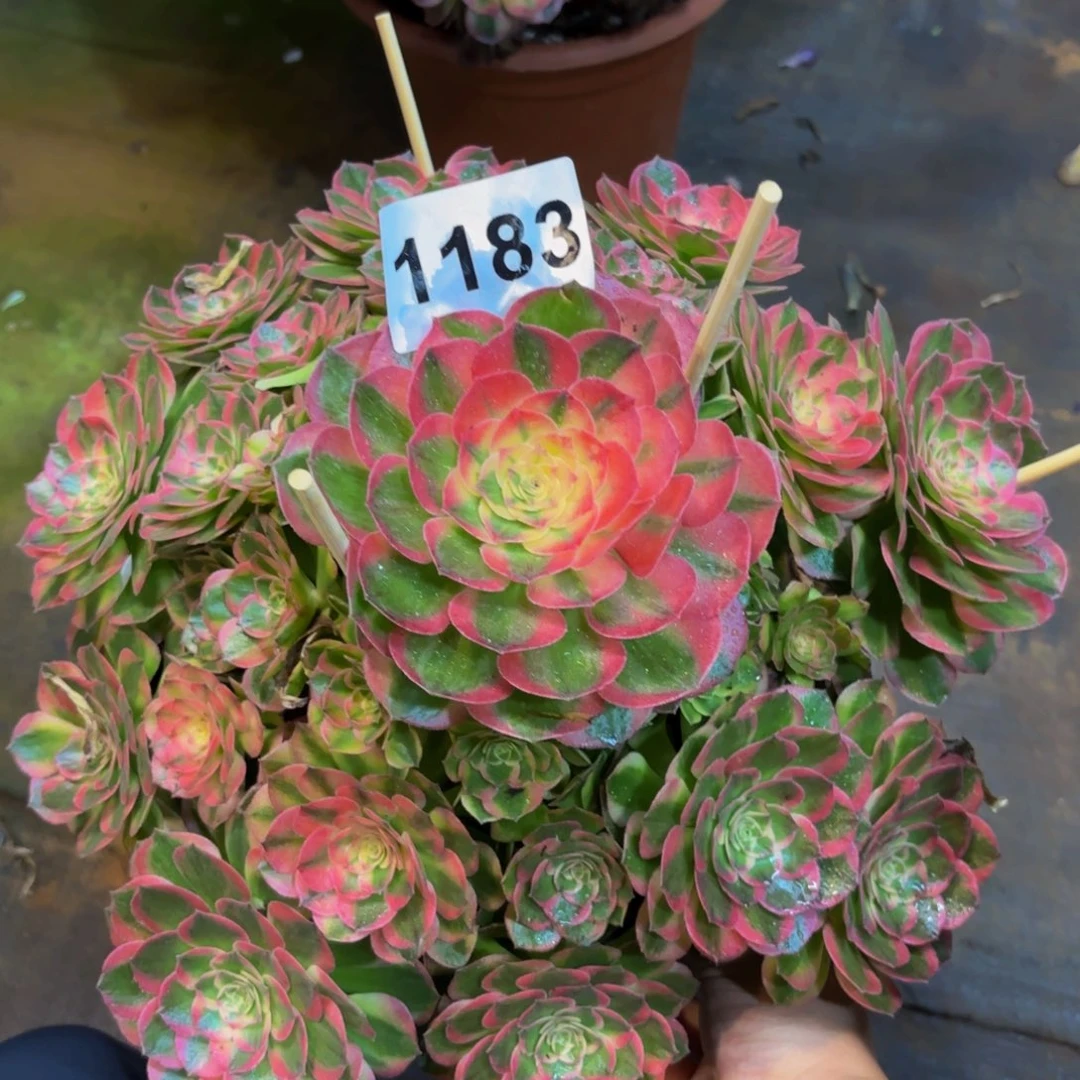 1183多肉植物海鲜