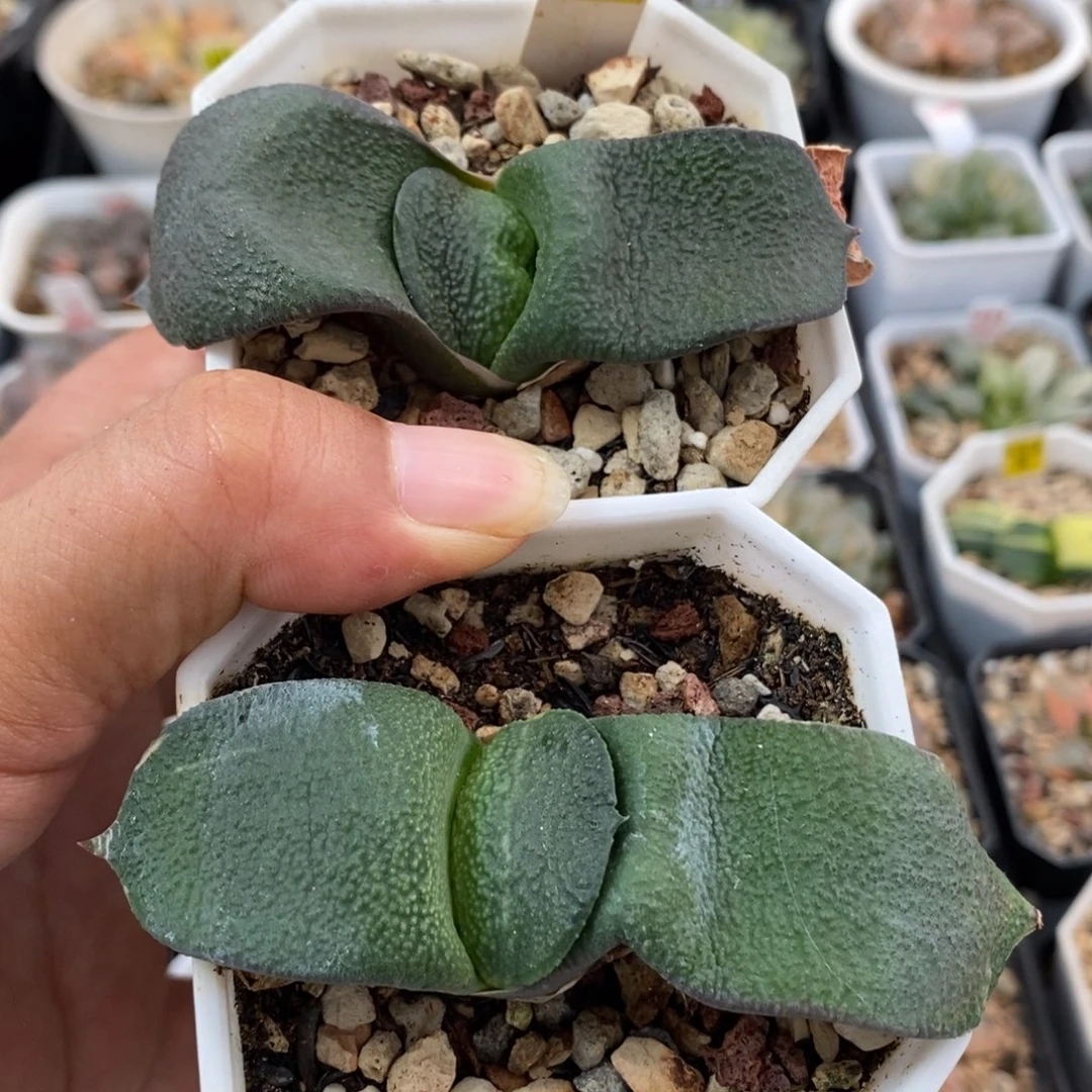 193实生卧牛一物一拍