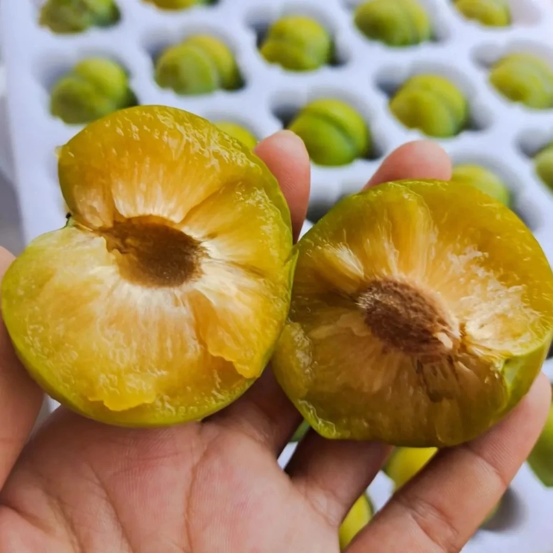 正宗六马蜂糖李新鲜当季水果脆甜多汁现摘现发