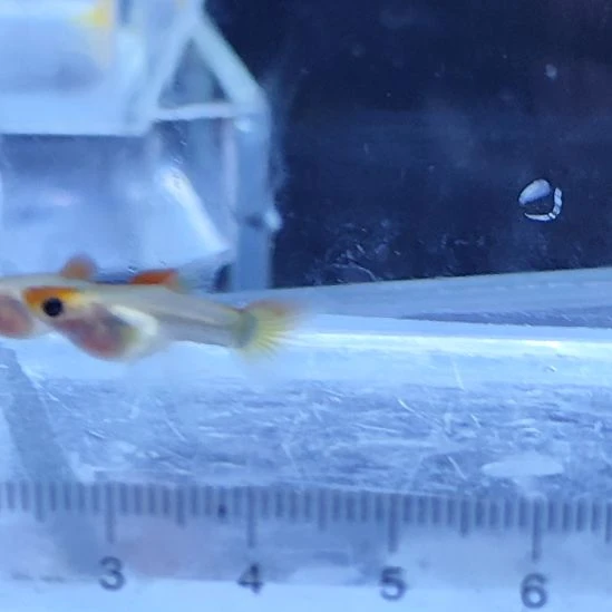 孔雀鱼26蓝贵族玻璃猫大C一对