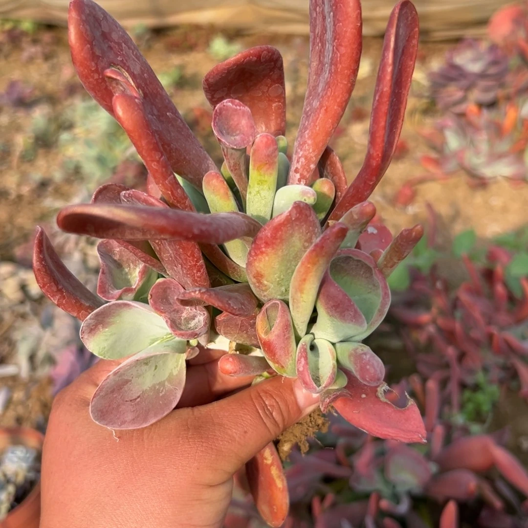 多肉植物火狐狸群