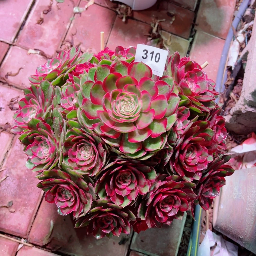 ****310月华法师多肉植物