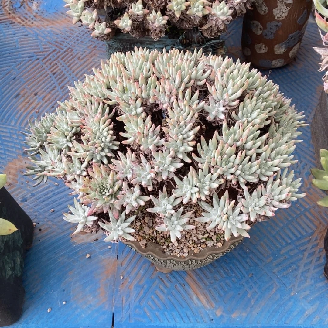 雪花多肉植物啦啦啦