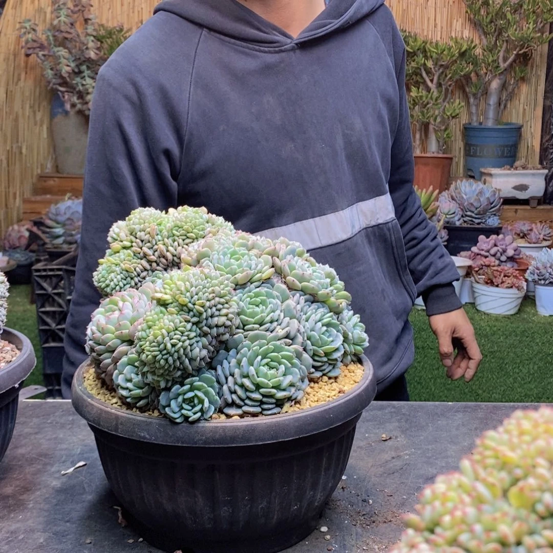 ?***糕C141 号白胖子多肉