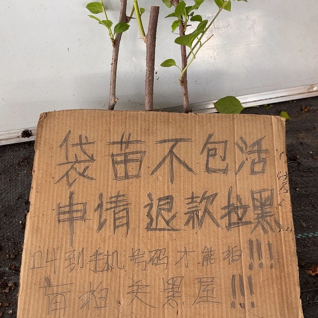 @***子当前无花栽培后可以开花袋苗盲盒三颗