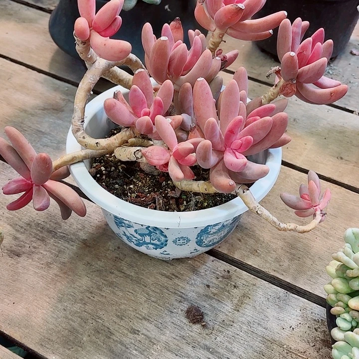 谢***菊红手指老桩飘枝精品多肉一物一拍166哈