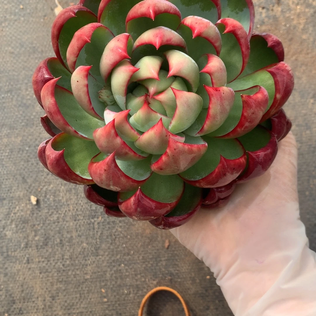 2590一物一拍14厘米