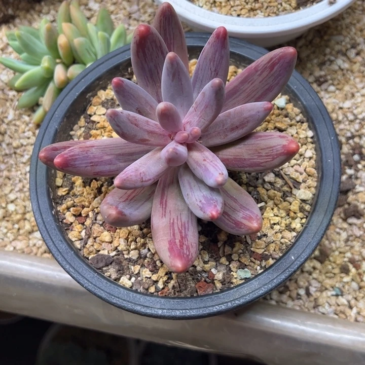 红手指 拉丝锦 夏鸣园艺