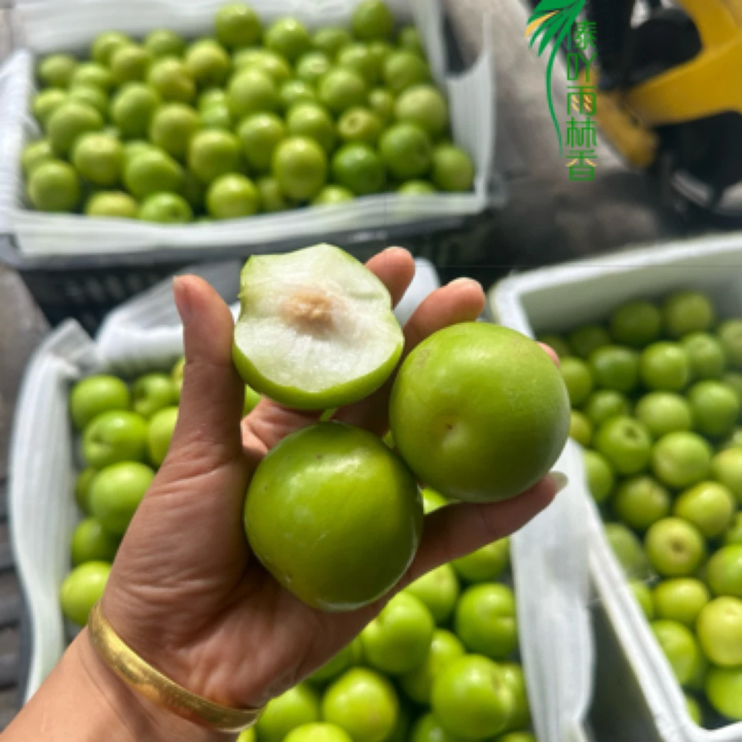 西双版纳苹果枣