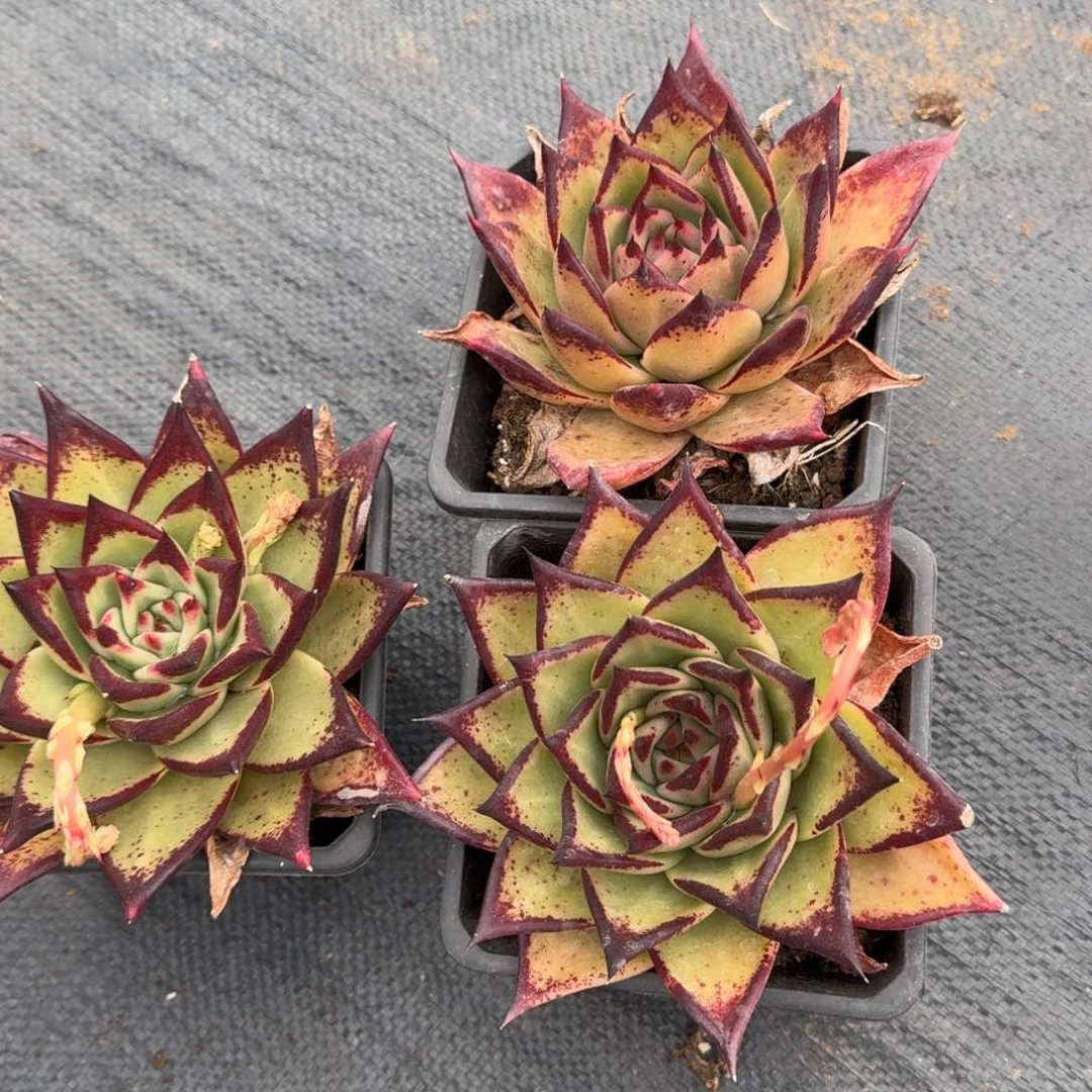 9-43乌木三颗量拍