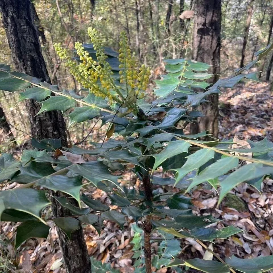 贵州深山十大功劳土黄连黄连土黄连片500g起拍