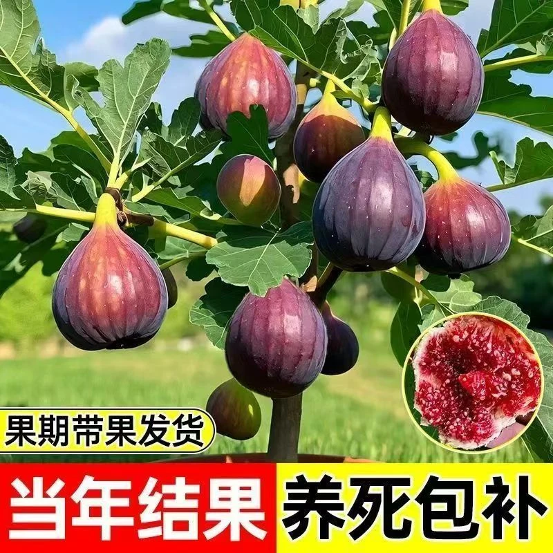 无花果树苗地栽盆栽树苗