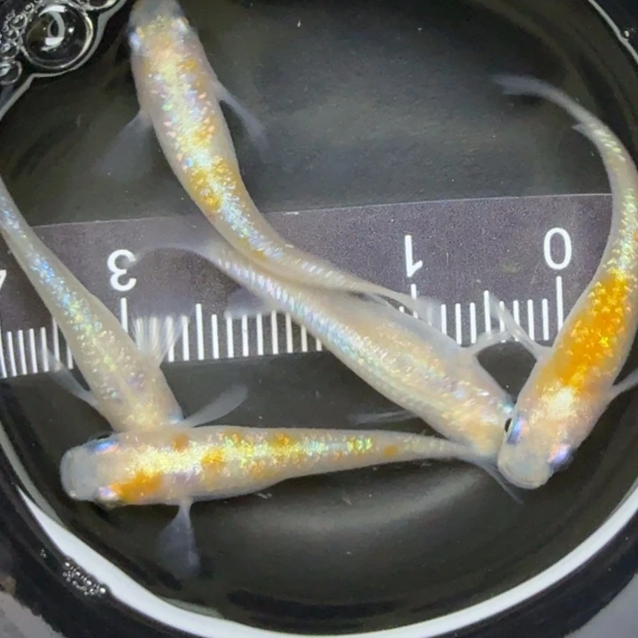 青鳉鱼红白蓝宝石23号