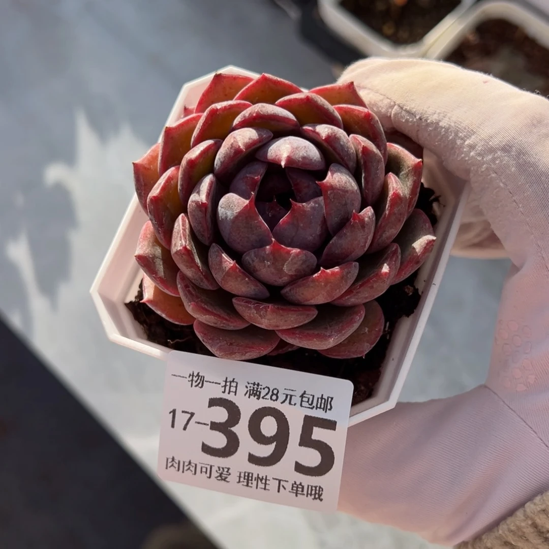 蓝莓多肉多肉多肉多肉