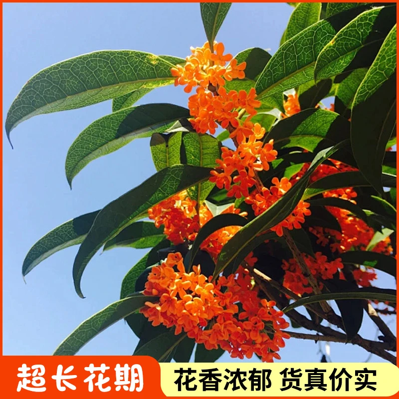 原生桂花树地栽大树丹桂别墅绿植庭院景观四季常青四季桂