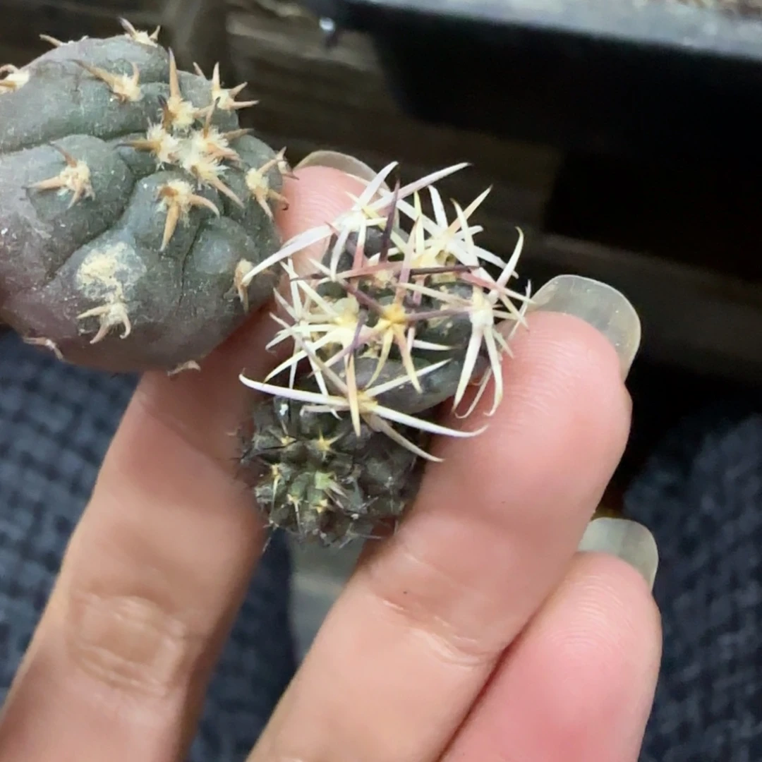 02实生猫爪2厘米➕1.2大红鹰➕智利球实生