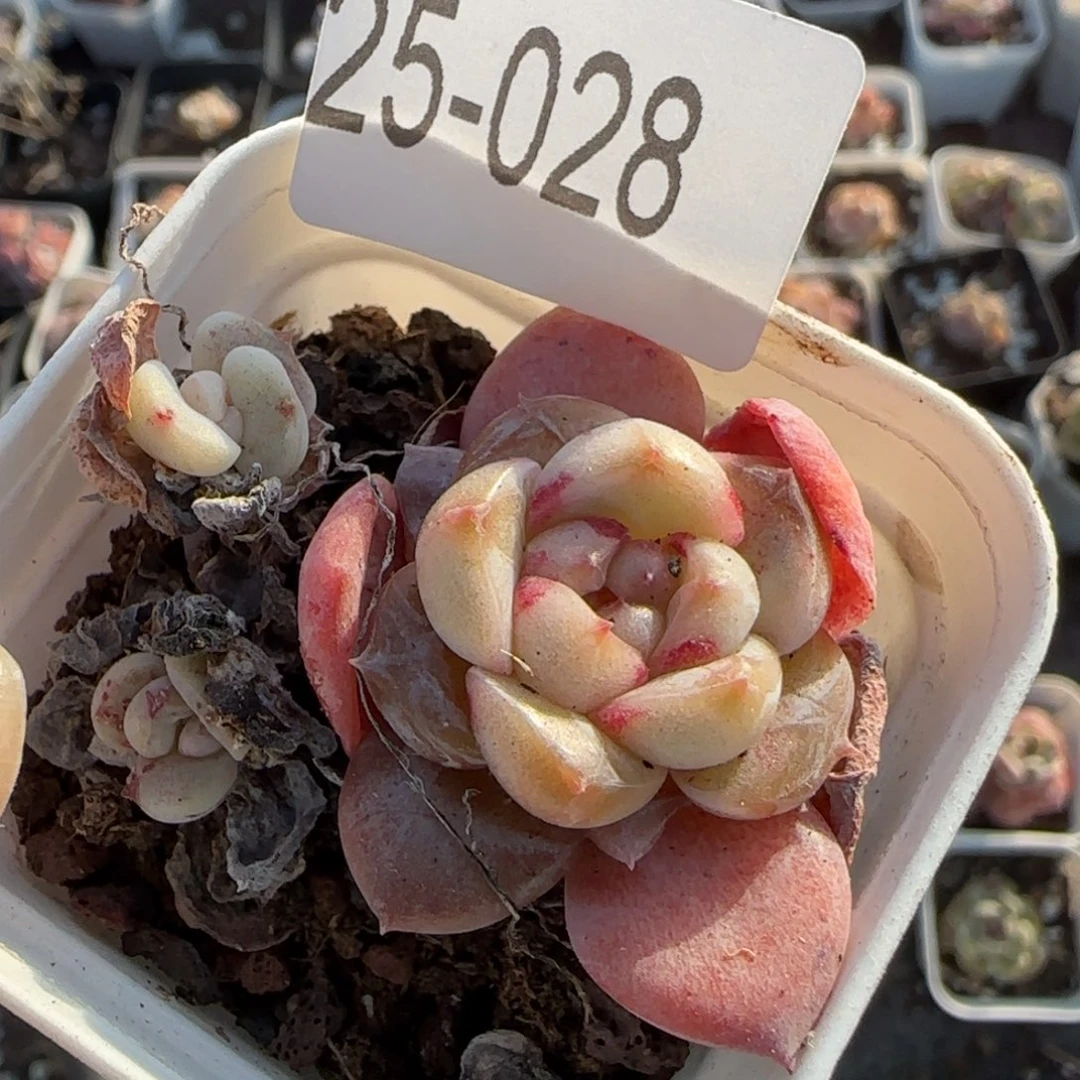 小卡拉米糖心一物一拍