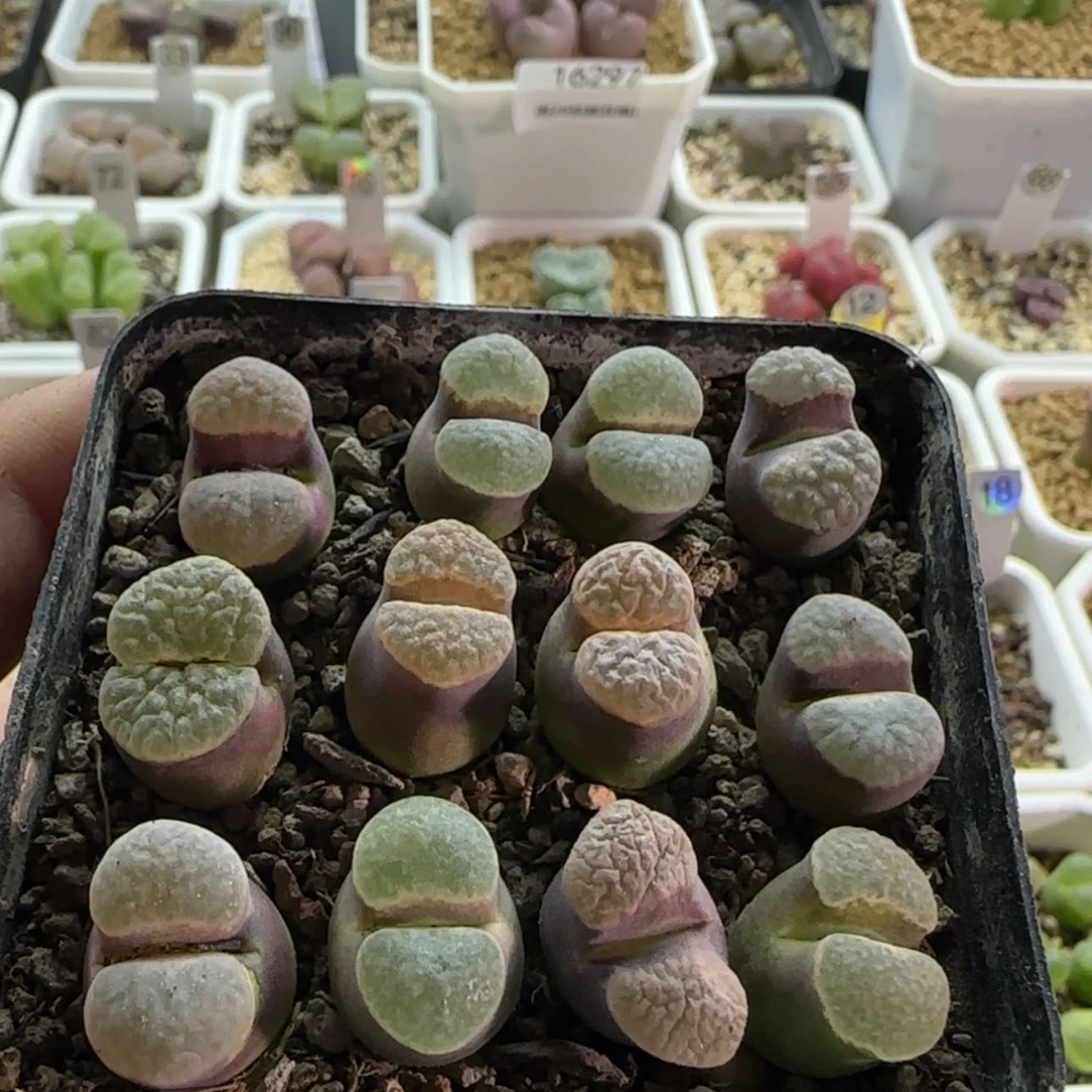 【闪购商品】16351磁铁彩套巨漏