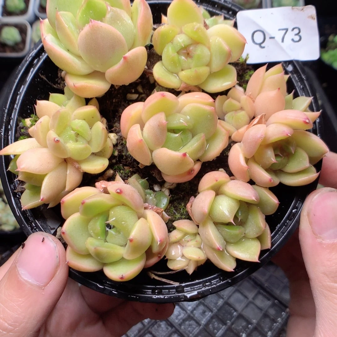 无花朵Q73皮埃拉yyyy