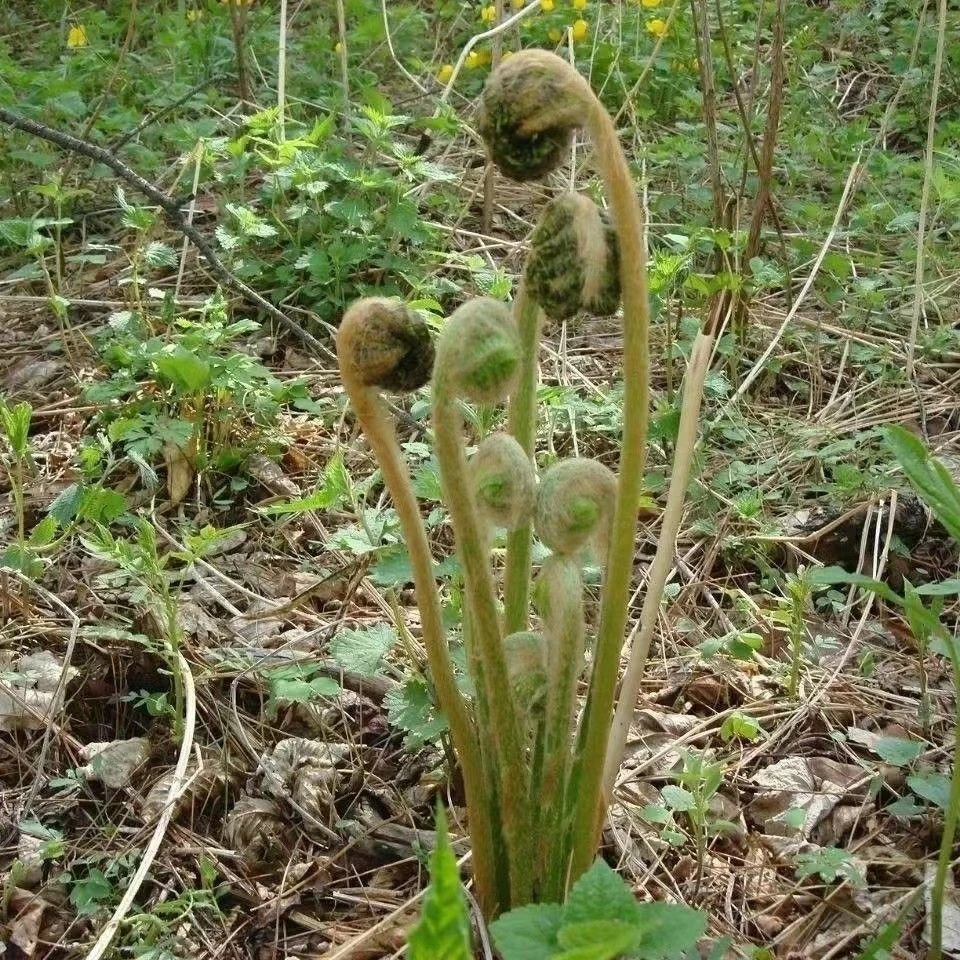 东北长白山野生薇菜（牛毛广）