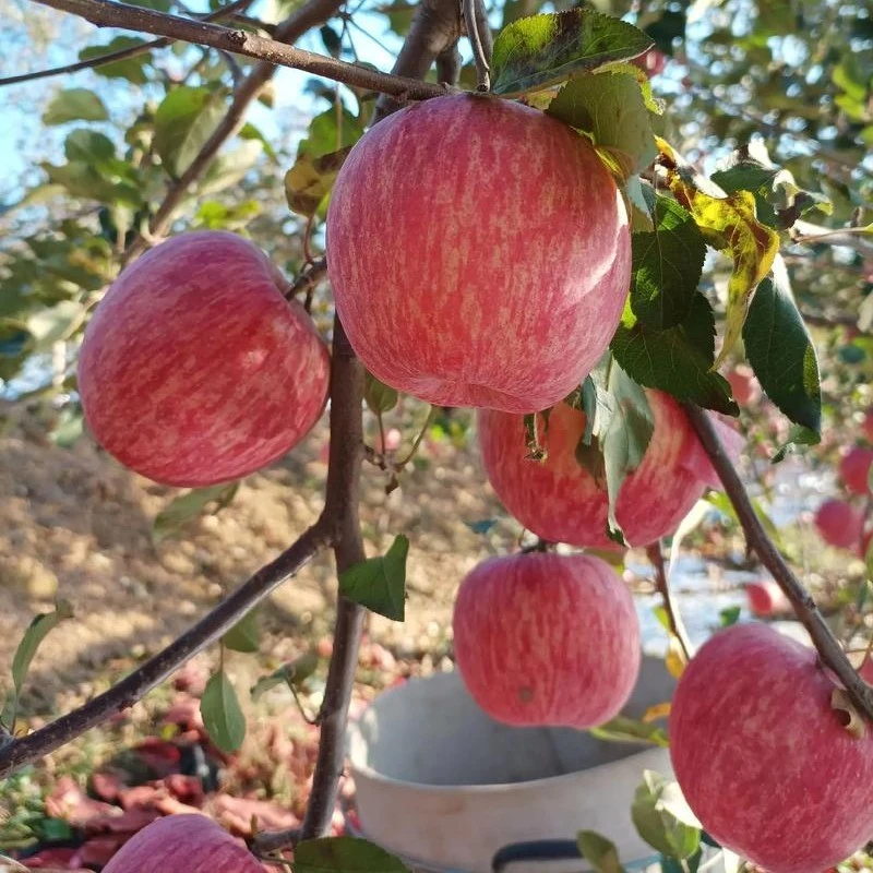 南方特早熟苹果树苗