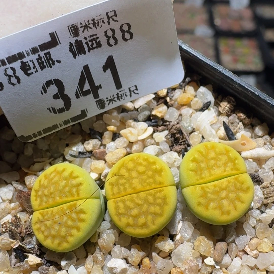 zzzz生石花多肉341