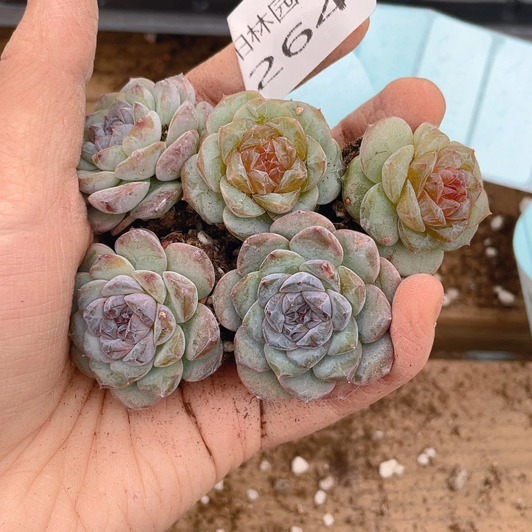 人****多肉植物多肉植物264