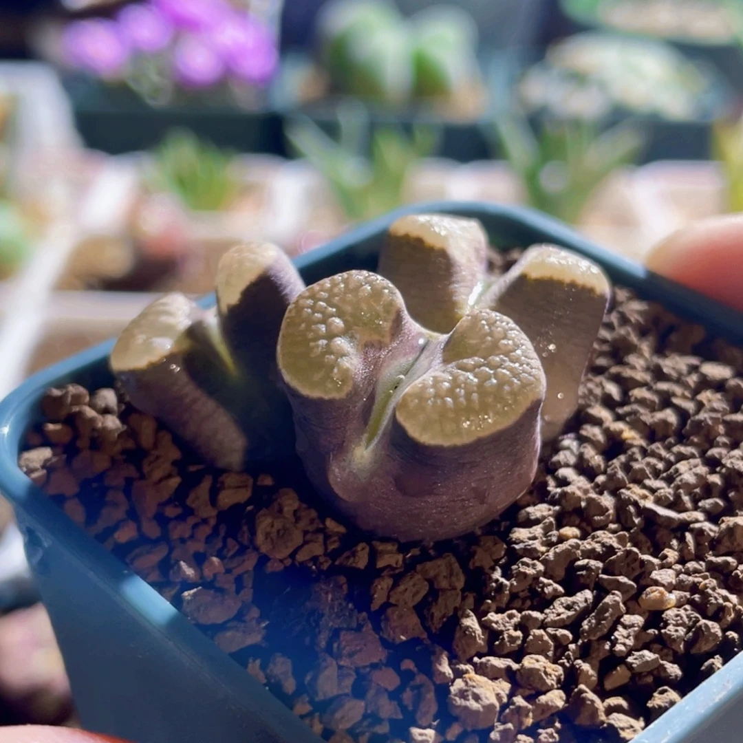 磁铁三头植物一物一拍