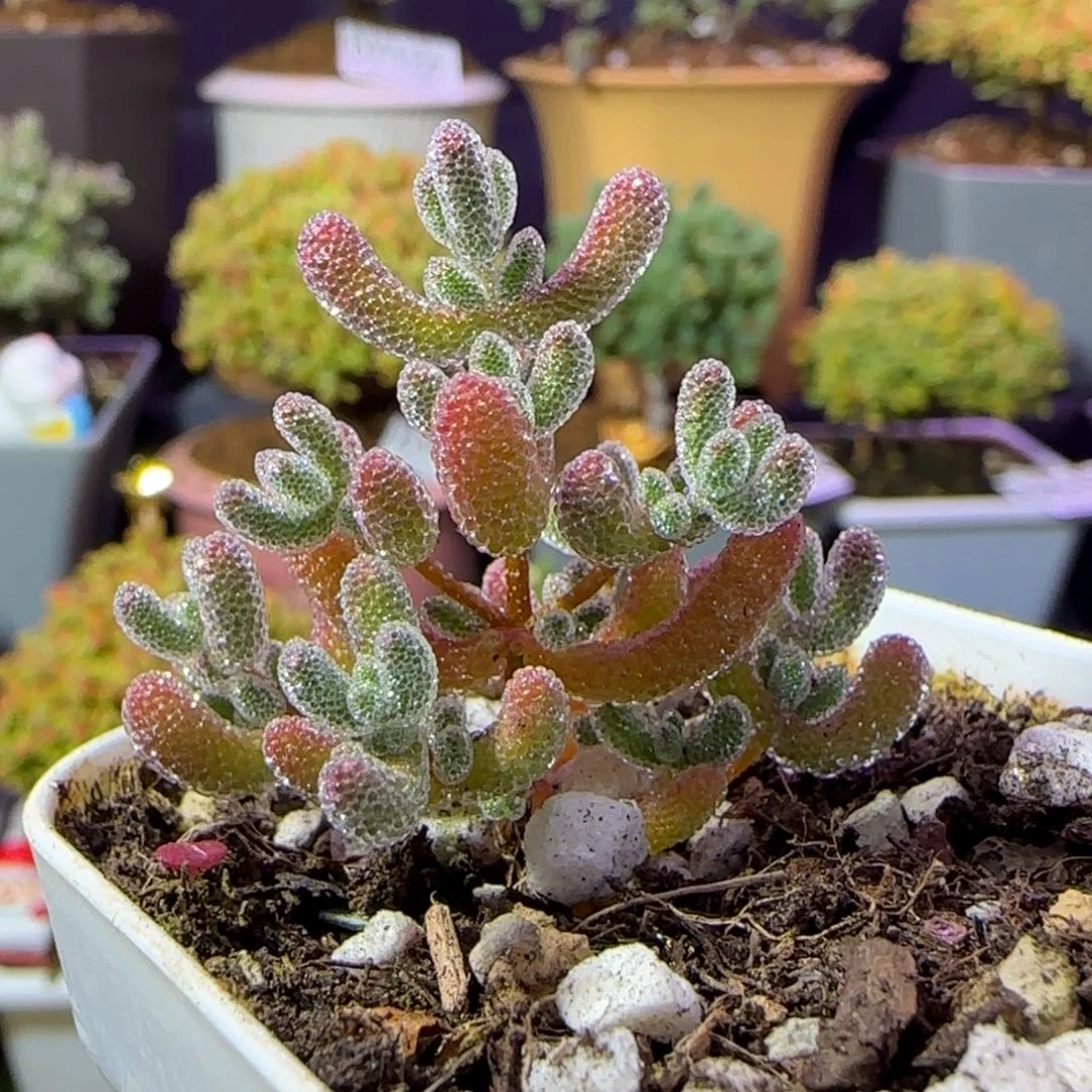 dy1160橙冰晶实生