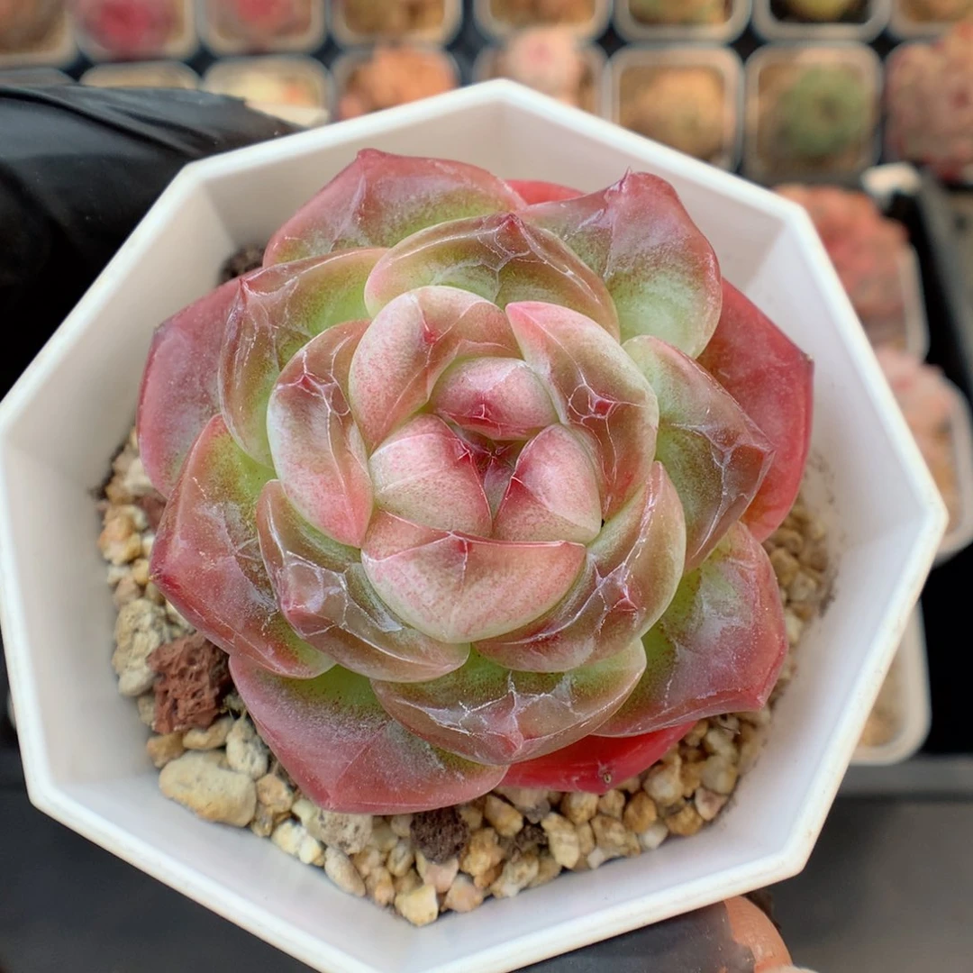 多肉植物。  糖心66