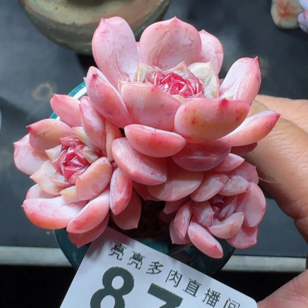 宫花          摇身一变高富帅，一夜暴富动作快