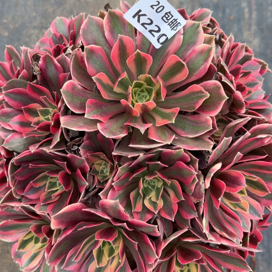 220女妖，满20包邮