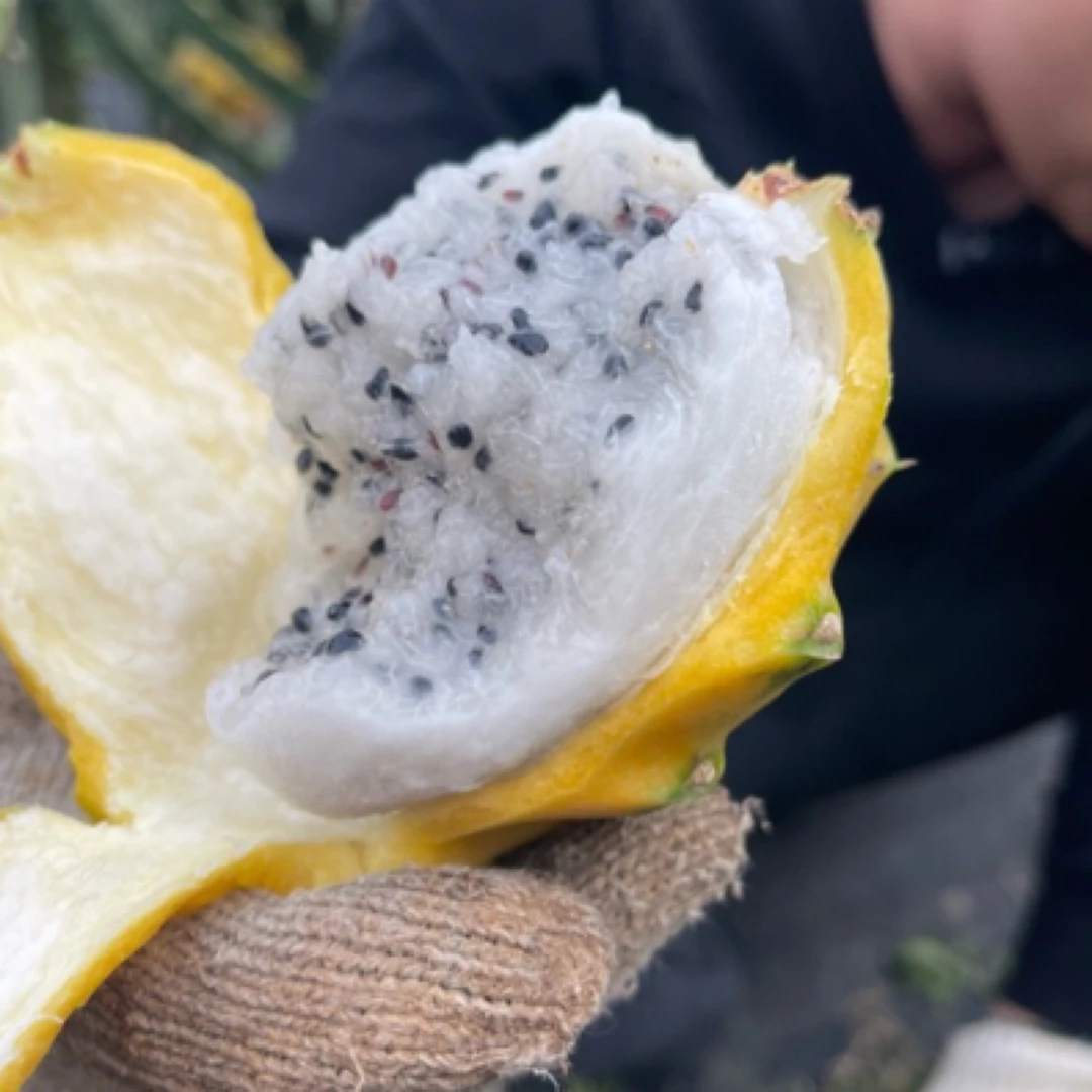 【燕窝果麒麟果】大果3斤5-7两果4-6个/箱/现摘现发，产地发货