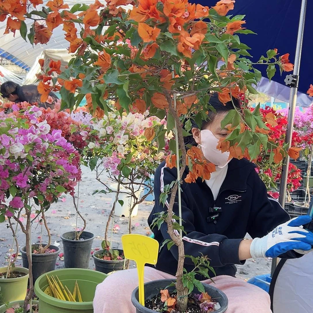 甸***汇大部分花苞少量开放C25橙桑巴