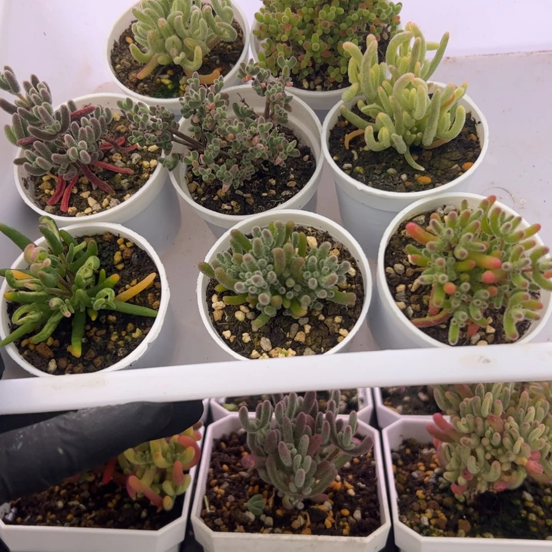 多肉植物枝干新手8颗组合