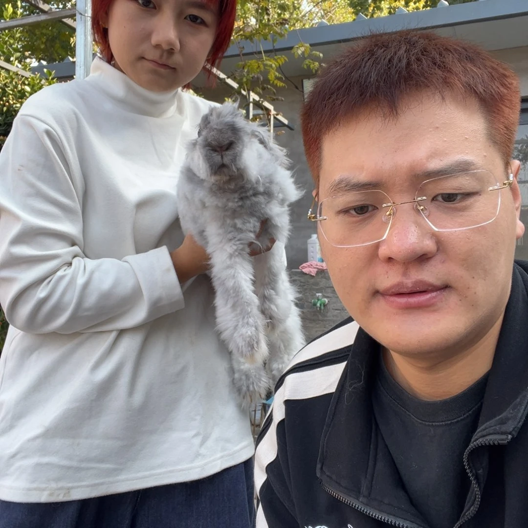 双血统英系安拉兔子