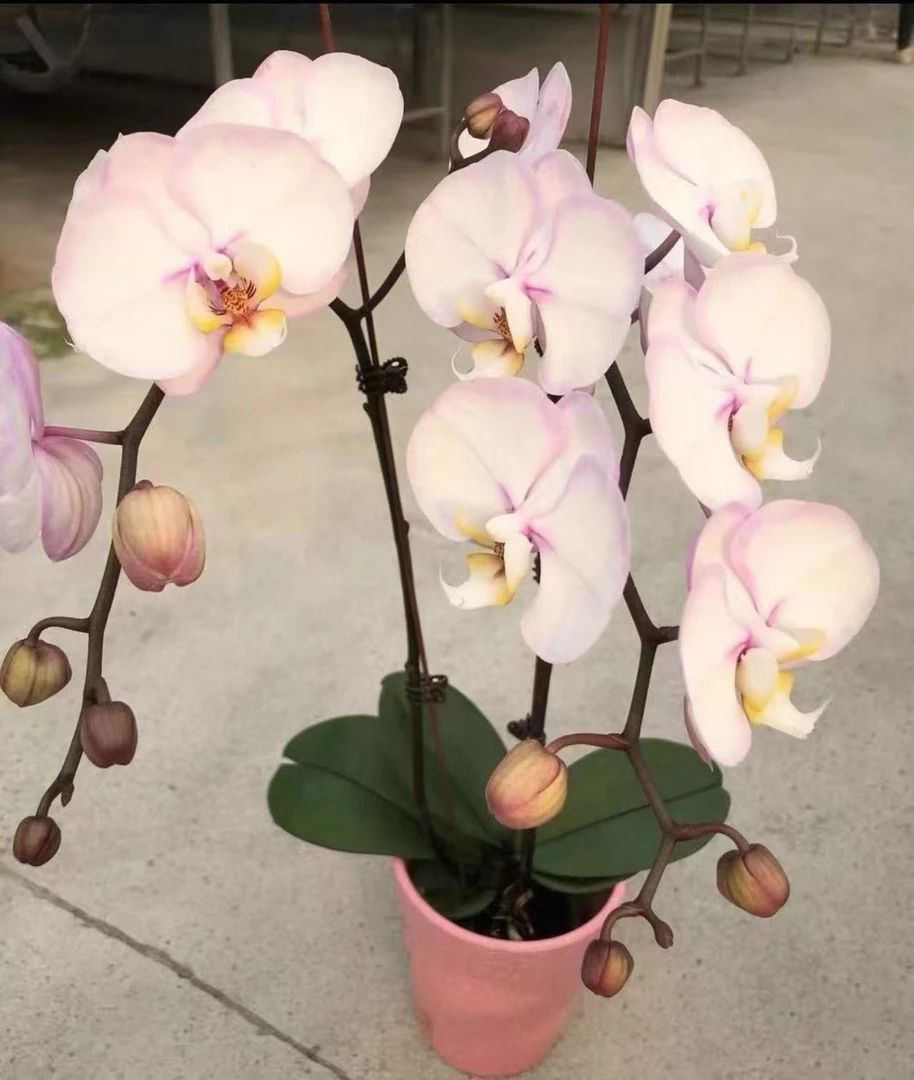 稀有花苗【白安娜变异.雅韵】2.8寸杯不带花剑根系可以请凑单