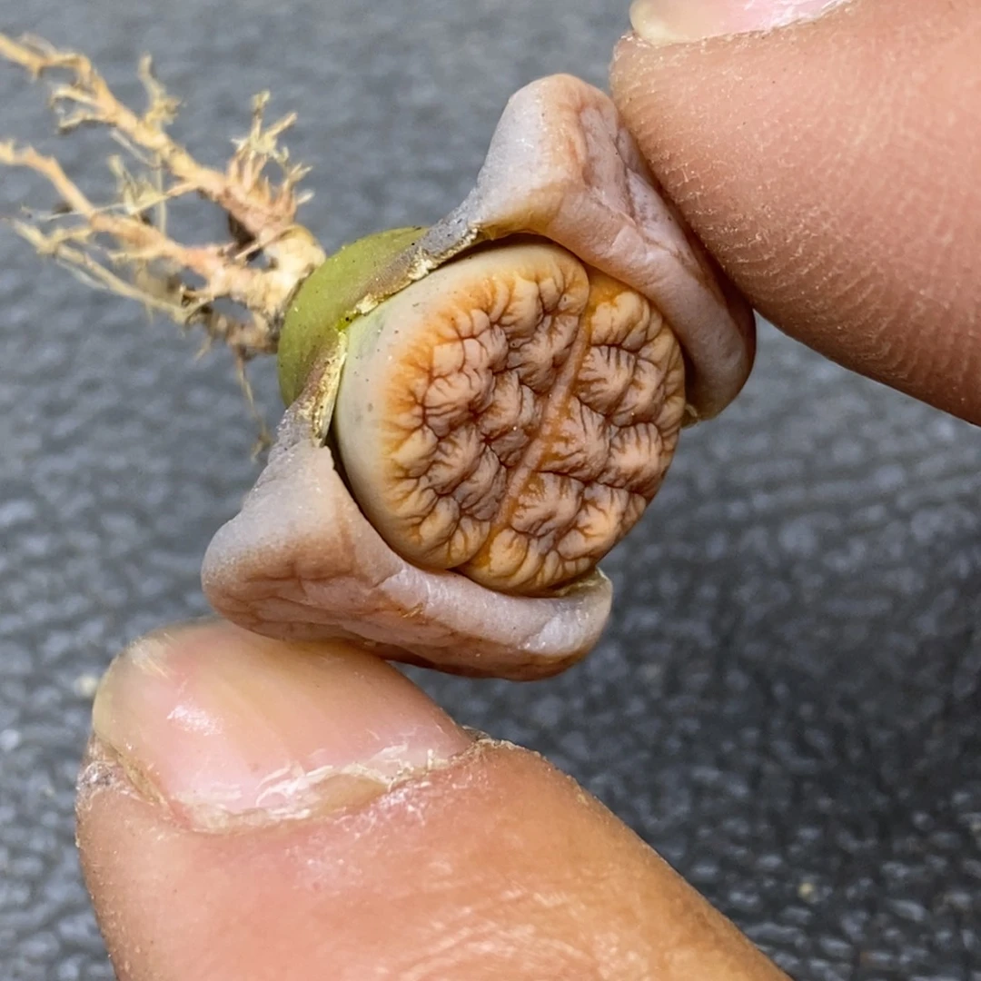 7****8精品多肉植物大战僵尸先生