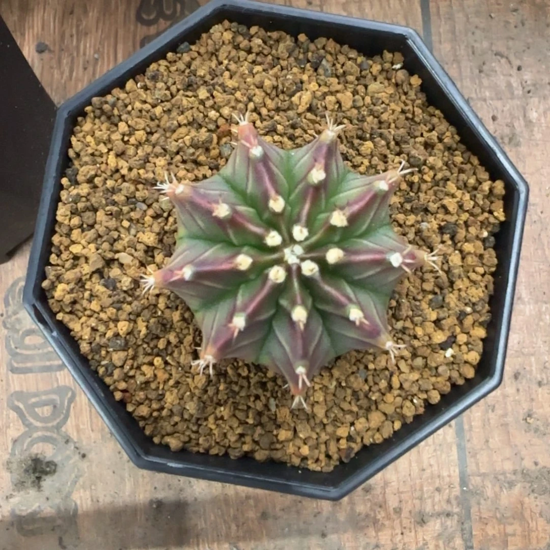 泰系名品侧芽沙拉曼妮