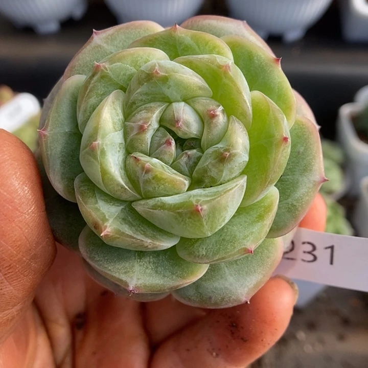 一物一拍一物一拍1111-231