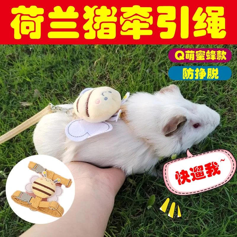 荷兰猪网红蜜蜂牵引绳外出挣脱防宠物调节专用雪貂龙猫兔子外带绳