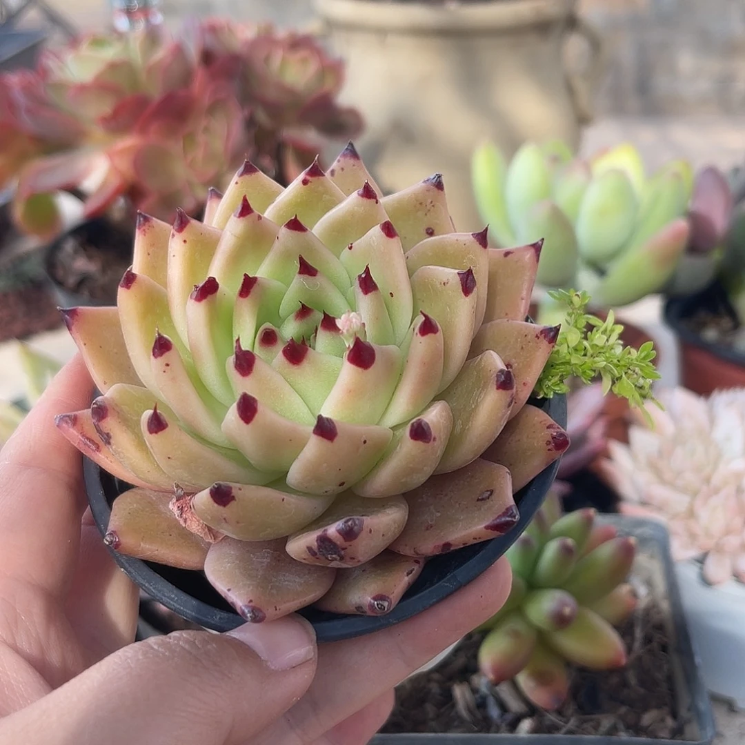 山鬼。 11111111111111